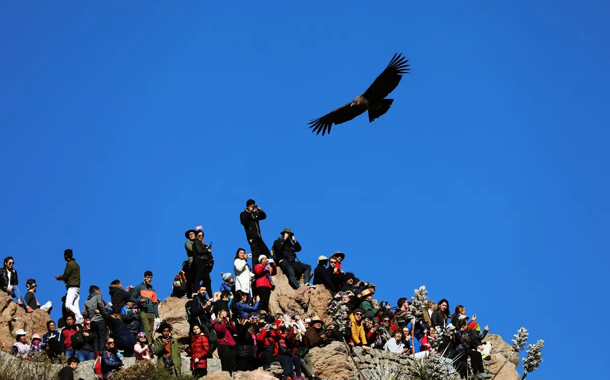 Vuelo del Cóndor en Chonta