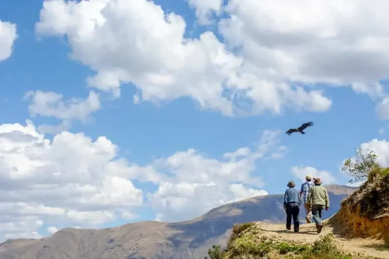 Vuelo del Cóndor en Chonta: Cara a Cara con el Ave Sagrada
